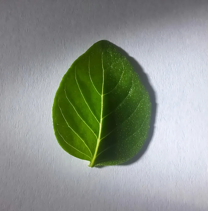 バジルの料理写真 2