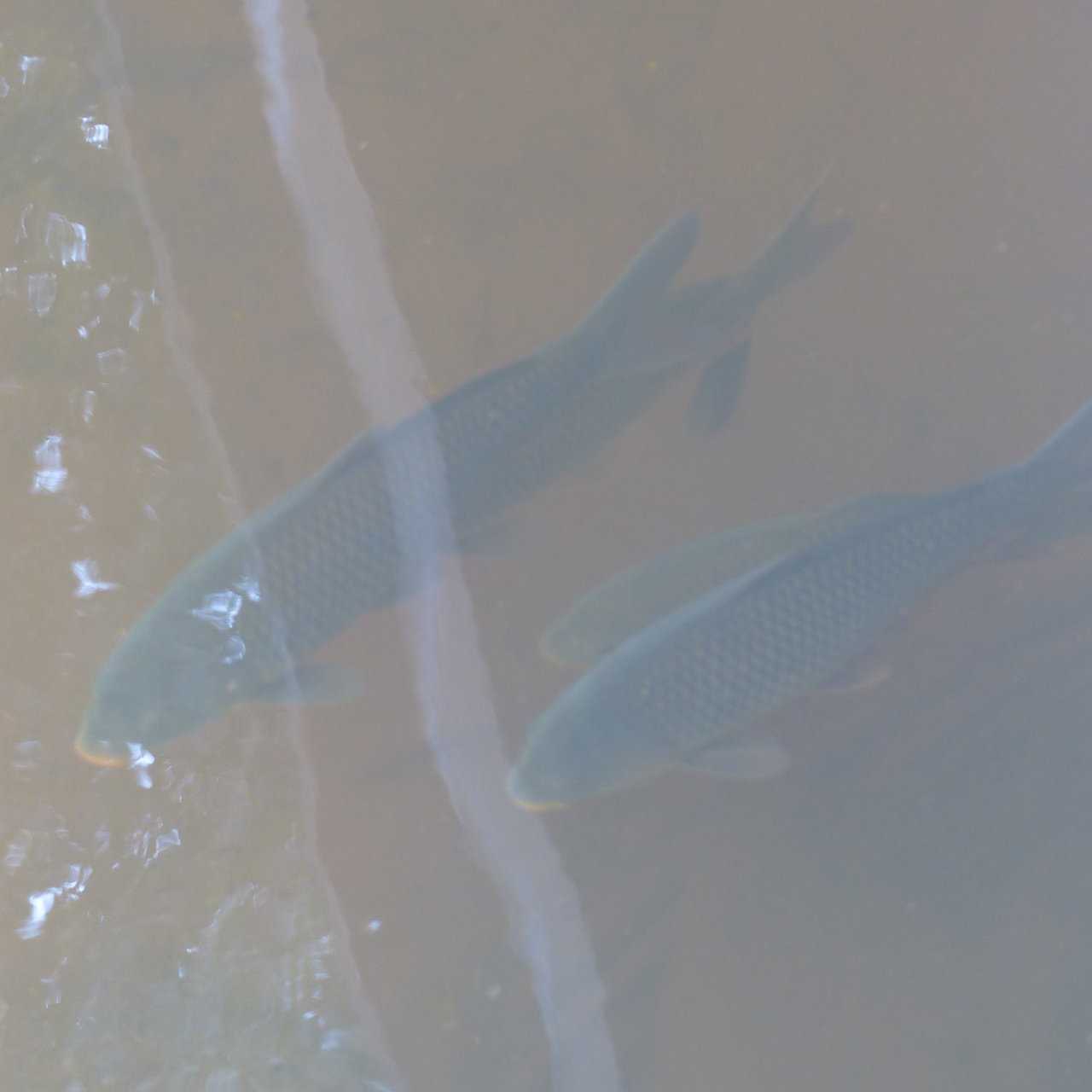 コイの料理写真 3