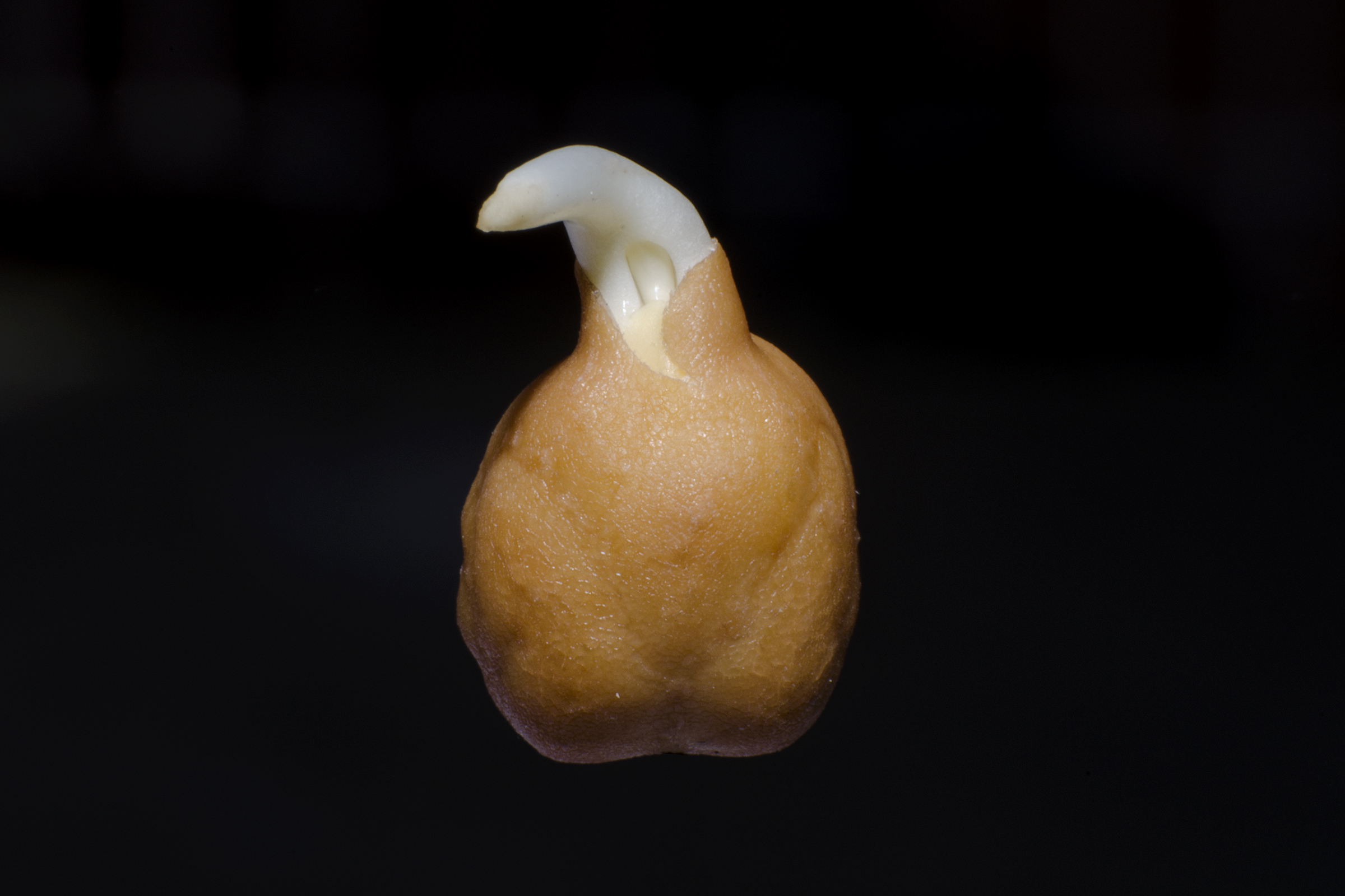 ひよこ豆