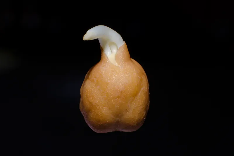 ひよこ豆
