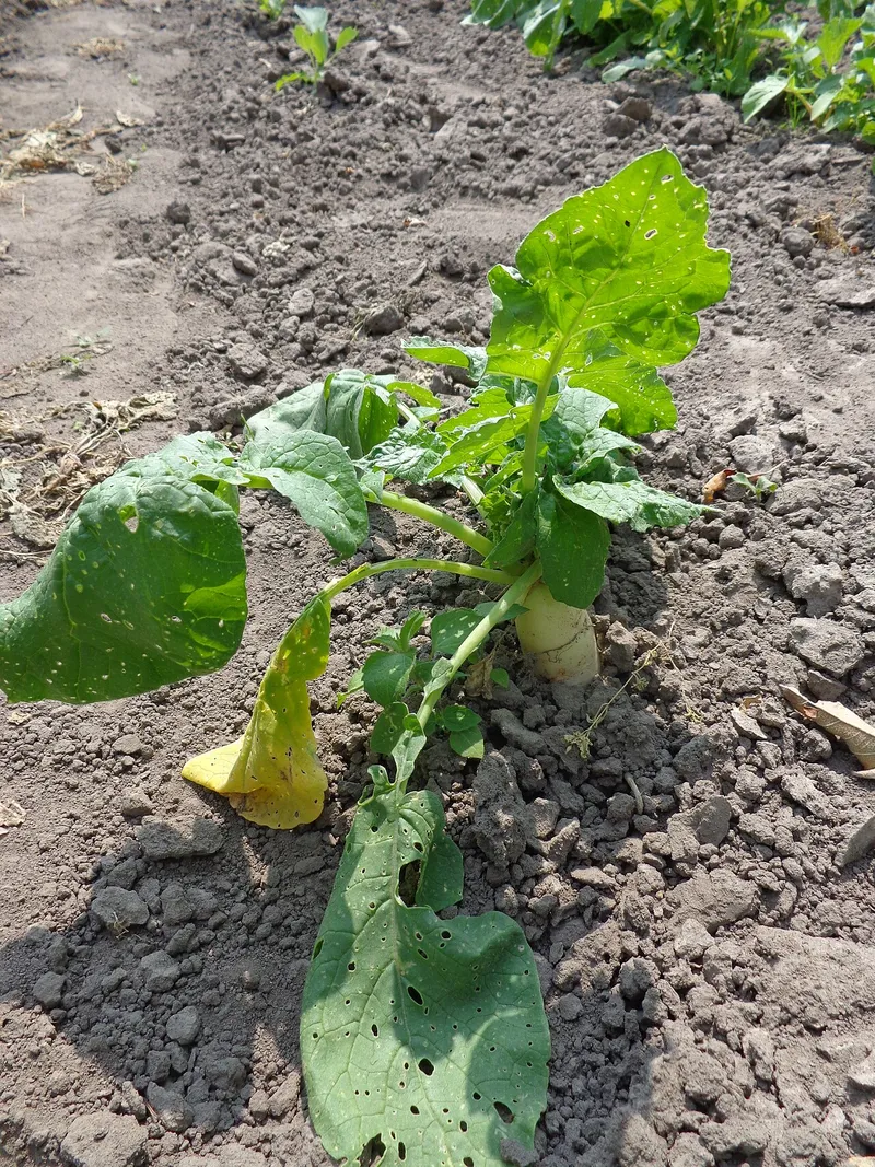 大根の料理写真 3
