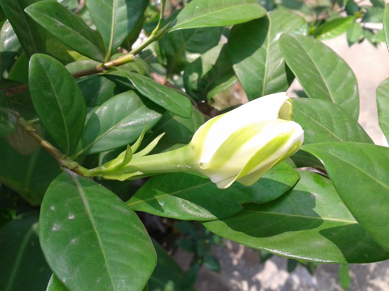 くちなしの料理写真 3