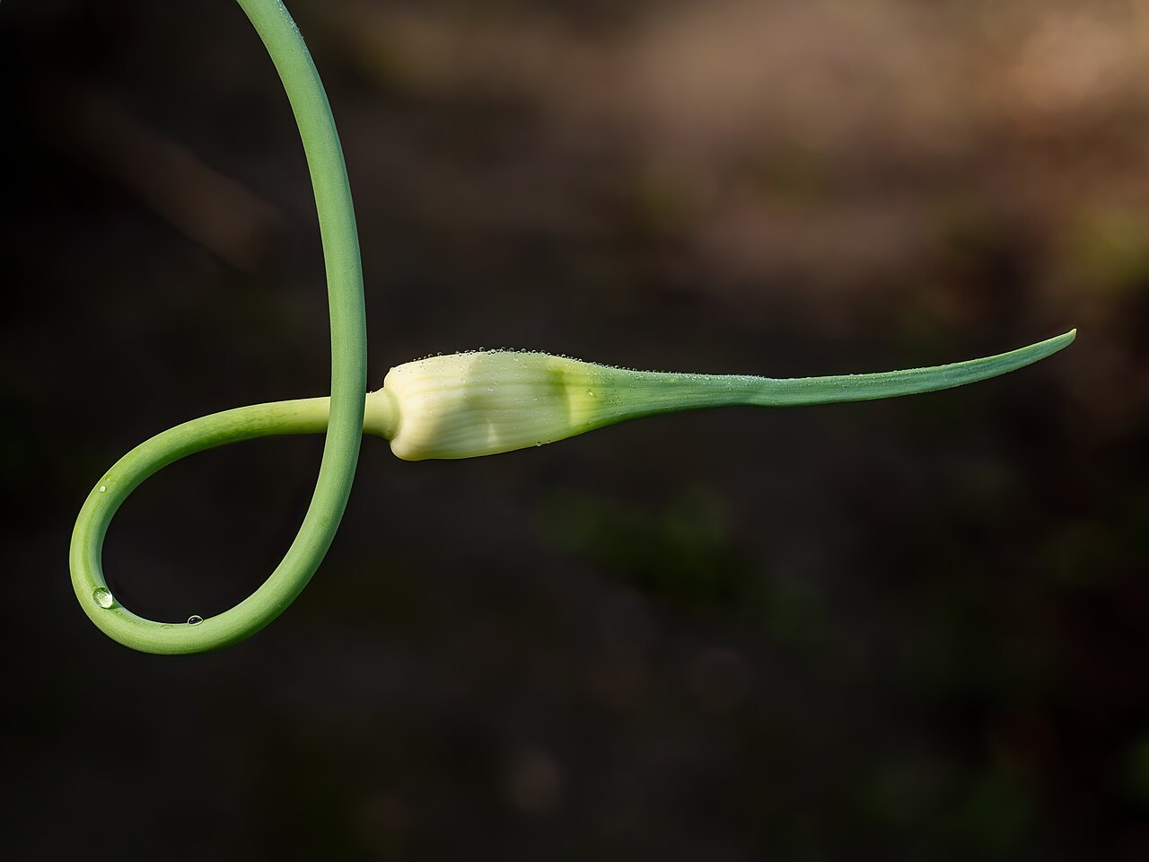 にんにくの料理写真 3