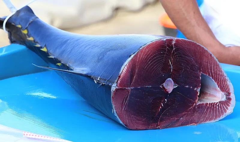 マグロの料理写真 2