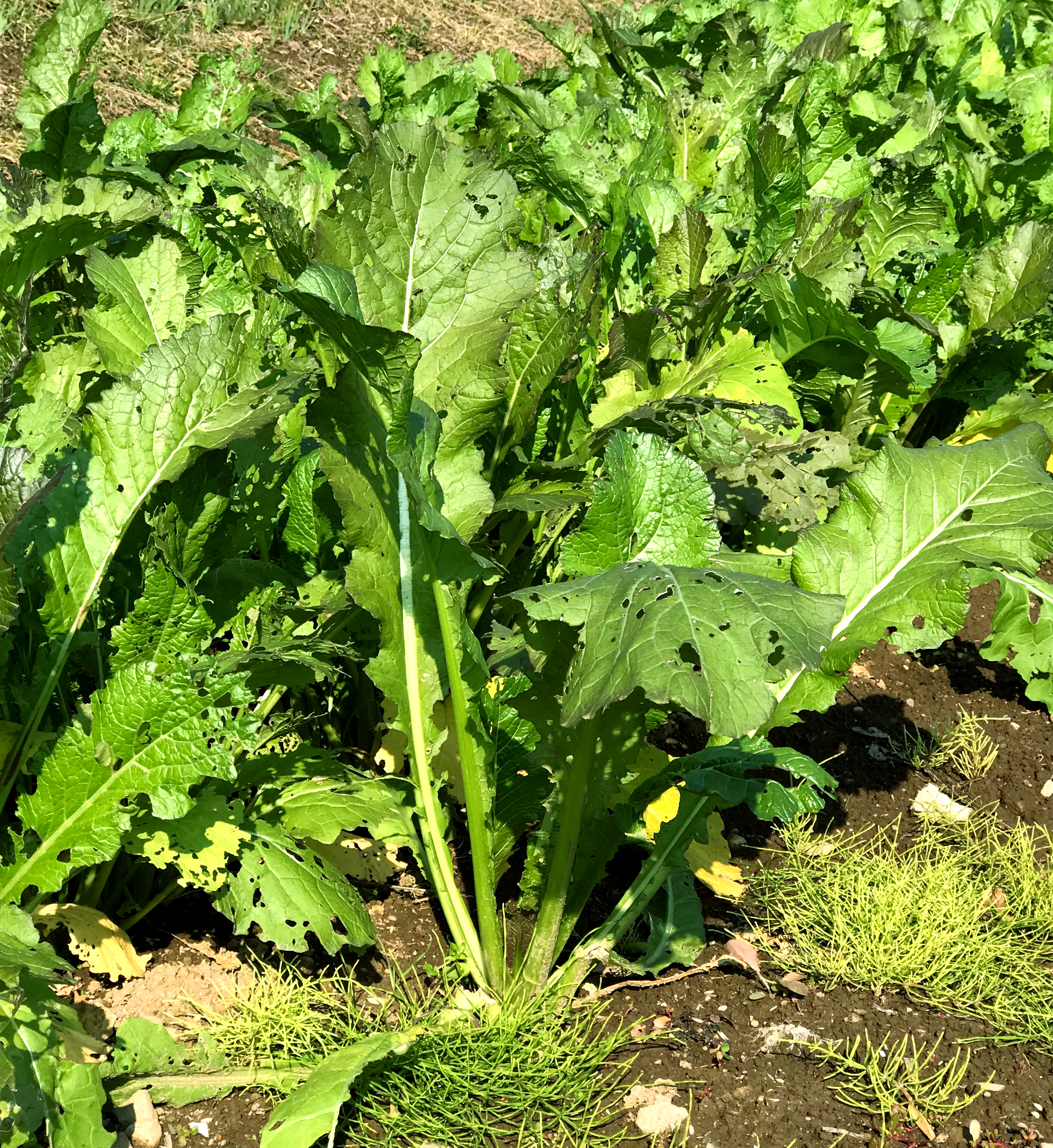 野沢菜