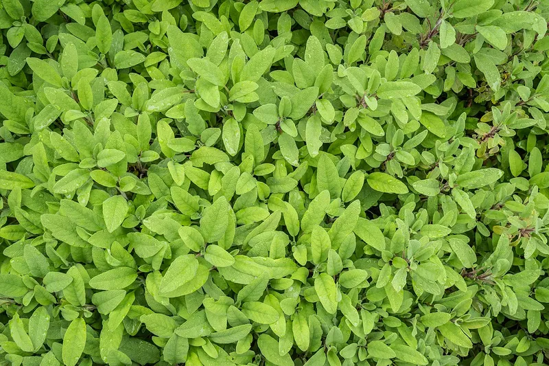 セージの料理写真
