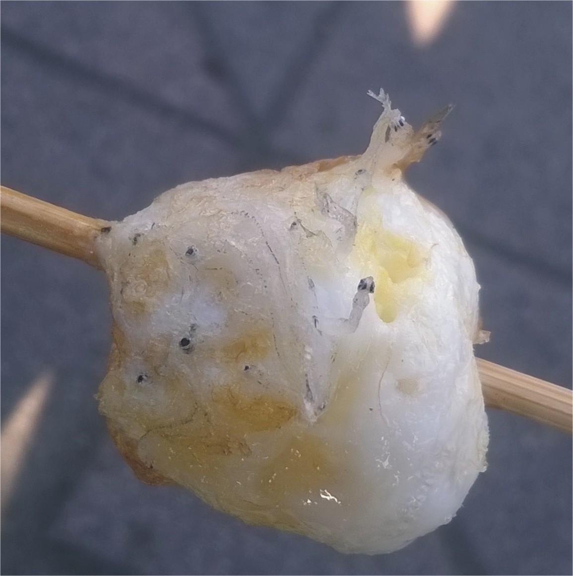 しらすの卵とじ