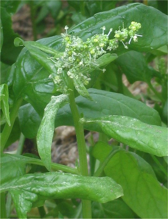 ほうれん草