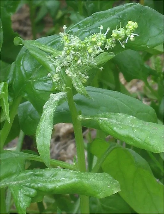 ほうれん草