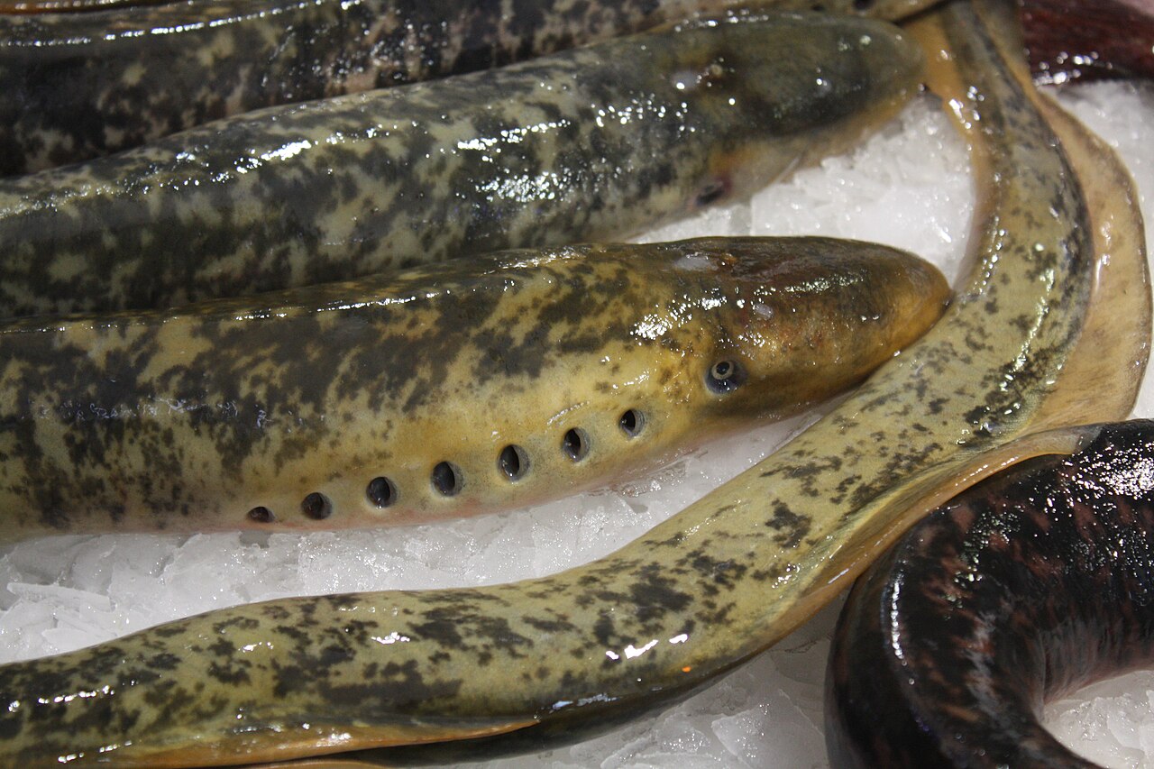 八目鰻の料理写真 2